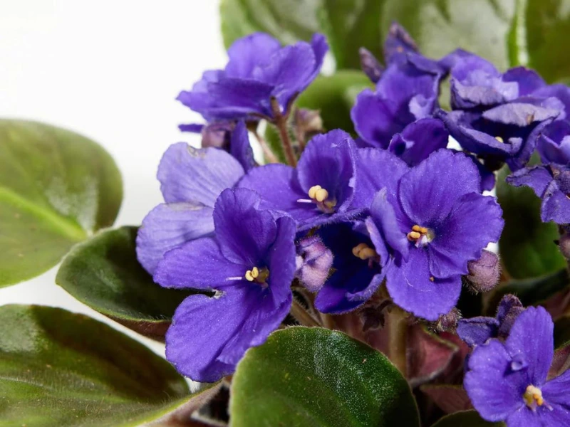 growing african violet plants