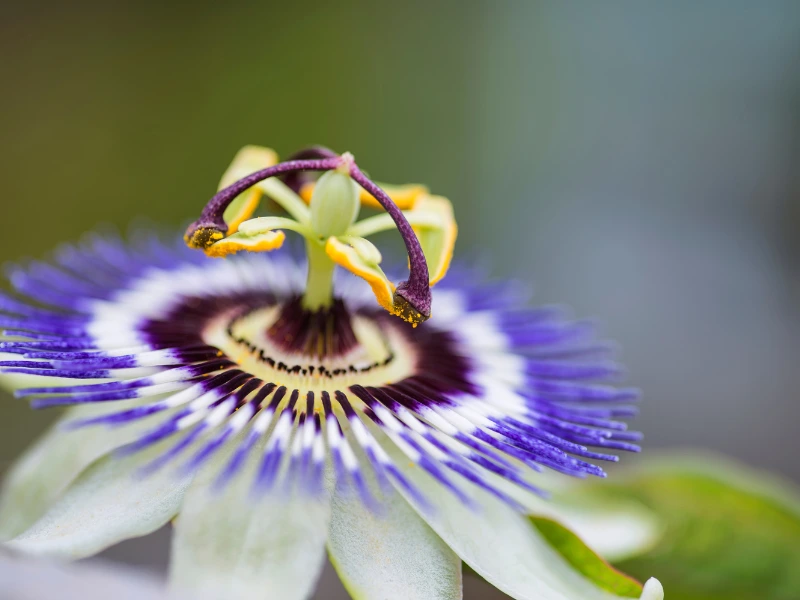 growing passion flower vine plant