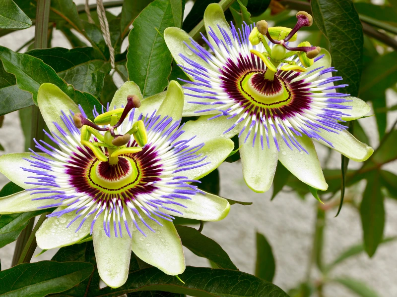 Passion flower vine plants