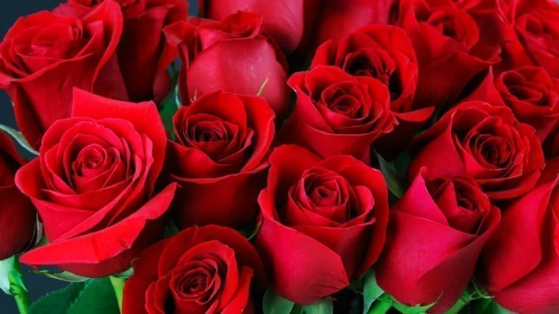 valentine's facts, rose for valentine's day