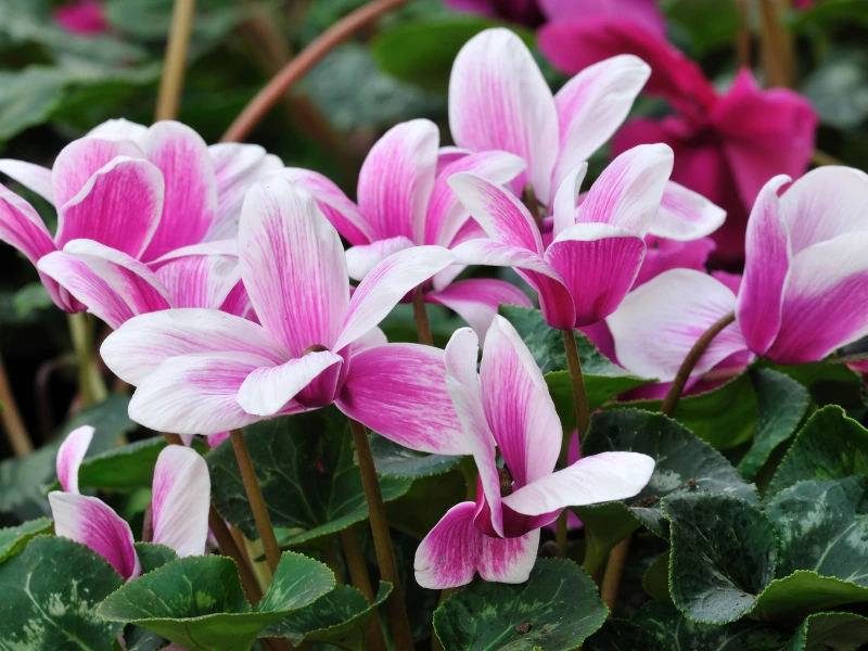Cyclamen: The Humble Heart-Shaped Charmer, Romantic Flowers for Valentine's Day That Secretly Say ‘I Love You’