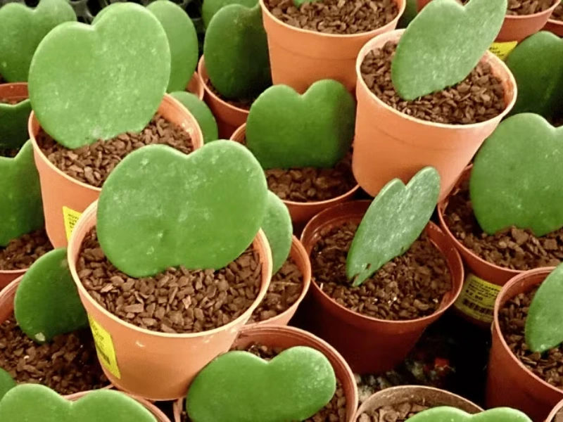 Romantic Flowers for Valentine's Day That Secretly Say ‘I Love You’