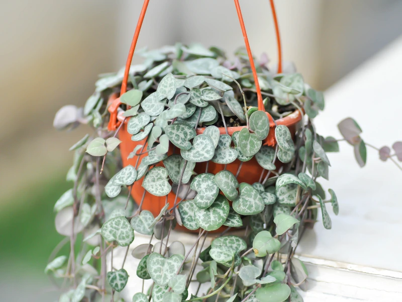 Romantic Flowers for Valentine's Day, String of Hearts: The Quirky Romantic