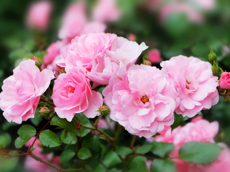 Pink Rose Plants: The Timeless Sweetheart