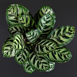 Makoyana Calathea Plant Live, Peacock Plant 4 Inches Pot, Indoor Plant Live Houseplants, Hardy Calathea Plants Live Houseplants, Outdoor or Indoor Gardens