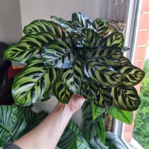 Makoyana Calathea Plant Live, Peacock Plant 4 Inches Pot, Indoor Plant Live Houseplants, Hardy Calathea Plants Live Houseplants, Outdoor or Indoor Gardens