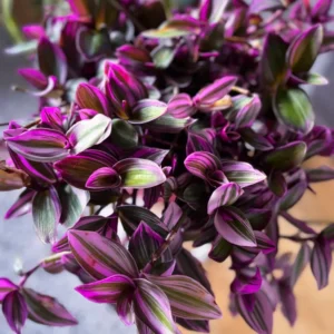 Wandering Jew Live Plant, Tradescantia Nanouk Live Plant, Wandering Jew Live Plant Indoor Hanging, Nanouk Pink Tradescantia Plant In 4 Inches Pot