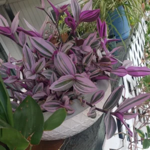 Wandering Jew Live Plant, Tradescantia Nanouk Live Plant, Wandering Jew Live Plant Indoor Hanging, Nanouk Pink Tradescantia Plant In 4 Inches Pot