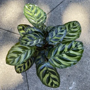 Makoyana Calathea Plant Live, Peacock Plant 4 Inches Pot, Indoor Plant Live Houseplants, Hardy Calathea Plants Live Houseplants, Outdoor or Indoor Gardens