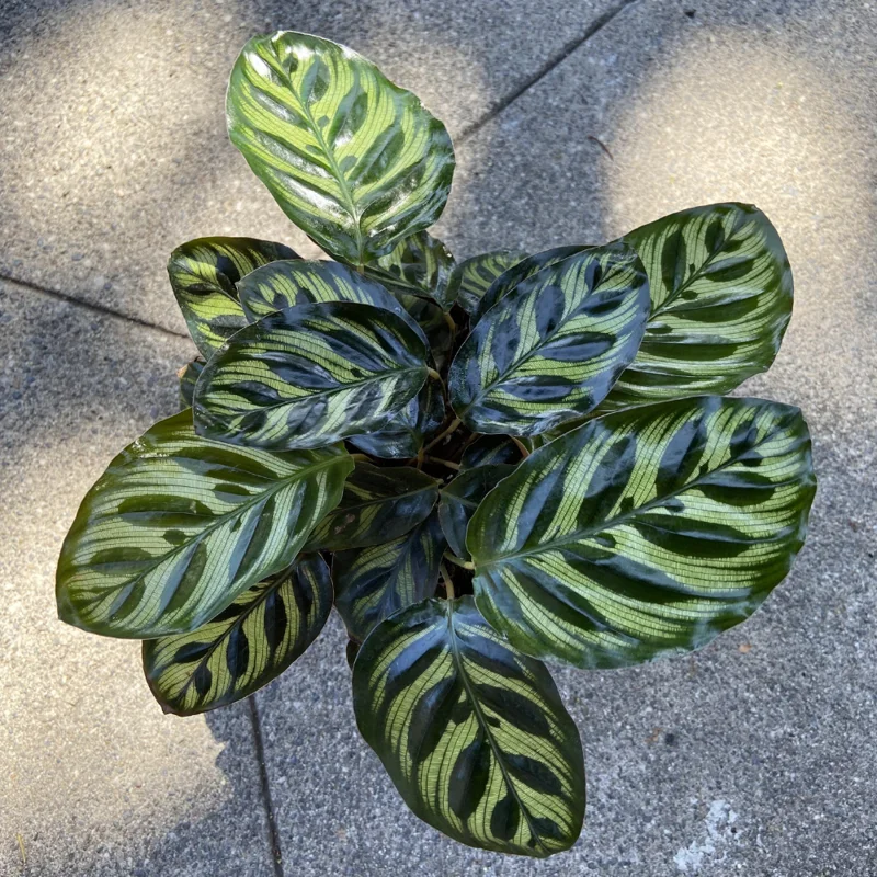 Makoyana Calathea Plant Live, Peacock Plant 4 Inches Pot, Indoor Plant Live Houseplants, Hardy Calathea Plants Live Houseplants, Outdoor or Indoor Gardens