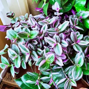 Wandering Jew Live Plant, Tradescantia Nanouk Live Plant, Wandering Jew Live Plant Indoor Hanging, Nanouk Pink Tradescantia Plant In 4 Inches Pot