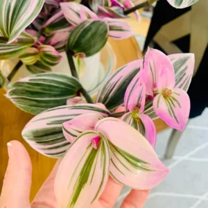 Wandering Jew Live Plant, Tradescantia Nanouk Live Plant, Wandering Jew Live Plant Indoor Hanging, Nanouk Pink Tradescantia Plant In 4 Inches Pot