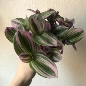 Wandering Jew Live Plant, Tradescantia Nanouk Live Plant, Wandering Jew Live Plant Indoor Hanging, Nanouk Pink Tradescantia Plant In 4 Inches Pot