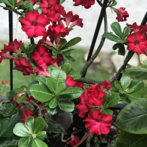 4 Desert Rose Plant, Live Desert Rose Flower Plants, Succulents Plants, Seedling Desert Rose Trees 4 Inches Height