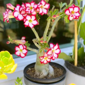 4 Desert Rose Plant, Live Desert Rose Flower Plants, Succulents Plants, Seedling Desert Rose Trees 4 Inches Height