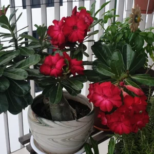 4 Desert Rose Plant, Live Desert Rose Flower Plants, Succulents Plants, Seedling Desert Rose Trees 4 Inches Height