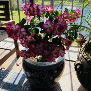 2 Adenium Desert Rose Plants, Mixed Desert Rose Plants, Succulents Plants Live From 4 To 6 Inches Height In Pot