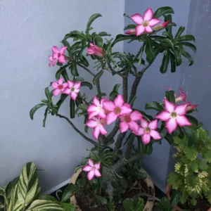 2 Adenium Desert Rose Plants, Mixed Desert Rose Plants, Succulents Plants Live From 4 To 6 Inches Height In Pot