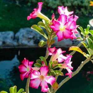 2 Adenium Desert Rose Plants, Mixed Desert Rose Plants, Succulents Plants Live From 4 To 6 Inches Height In Pot