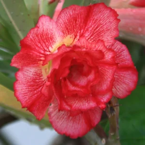 2 Adenium Desert Rose Plants, Mixed Desert Rose Plants, Succulents Plants Live From 4 To 6 Inches Height In Pot