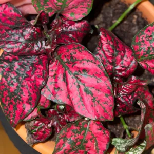 Pack 3 Hypoestes Phyllostachya Red, Polka Dot Plants, Polka Dot Plants Live Indoor, House Plants, Live Indoor House Plants