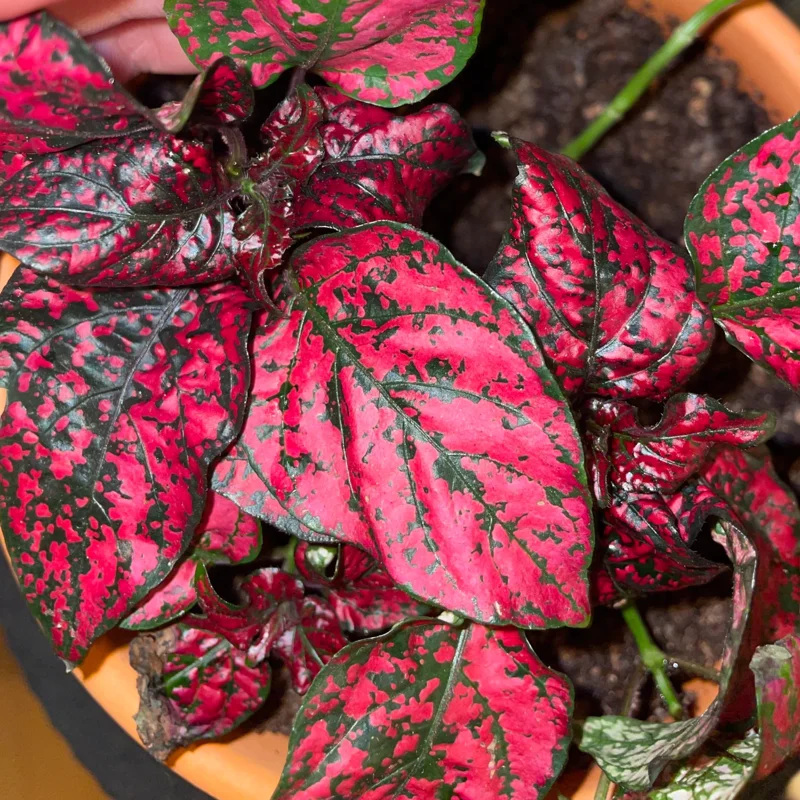 Pack 3 Hypoestes Phyllostachya Red, Polka Dot Plants, Polka Dot Plants Live Indoor, House Plants, Live Indoor House Plants