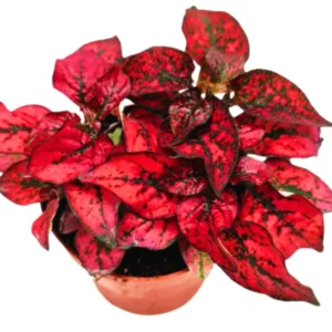 Pack 3 Hypoestes Phyllostachya Red, Polka Dot Plants, Polka Dot Plants Live Indoor, House Plants, Live Indoor House Plants