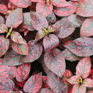 Pack 3 Hypoestes Phyllostachya Red, Polka Dot Plants, Polka Dot Plants Live Indoor, House Plants, Live Indoor House Plants