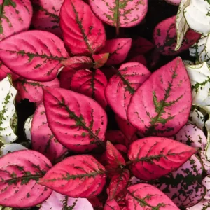 Pack 3 Hypoestes Phyllostachya Red, Polka Dot Plants, Polka Dot Plants Live Indoor, House Plants, Live Indoor House Plants