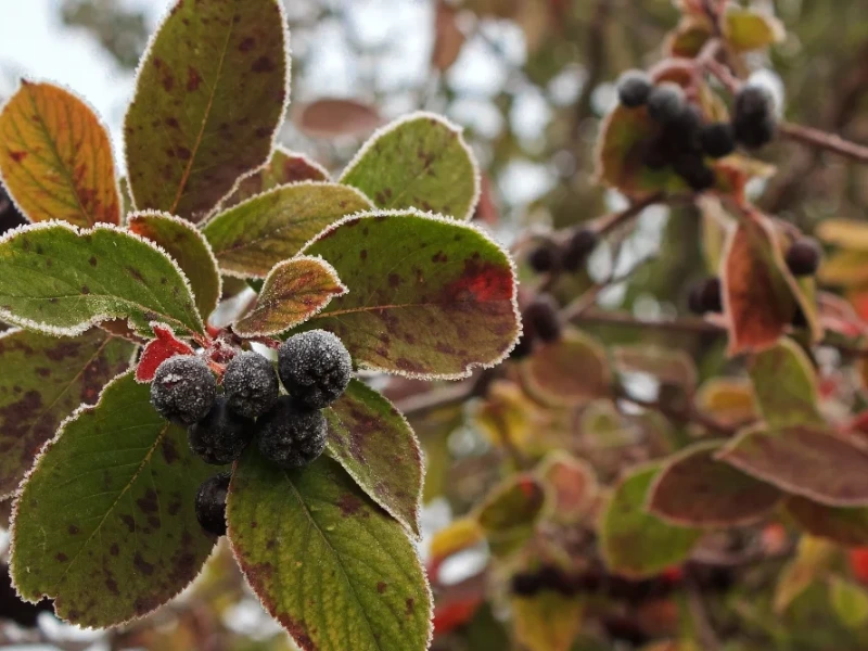 Frost-covered Black Chokeberry (Aronia melanocarpa) berries