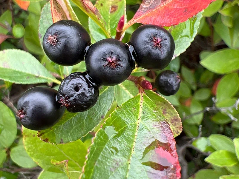 Ripe Black Chokeberries (Aronia melanocarpa)