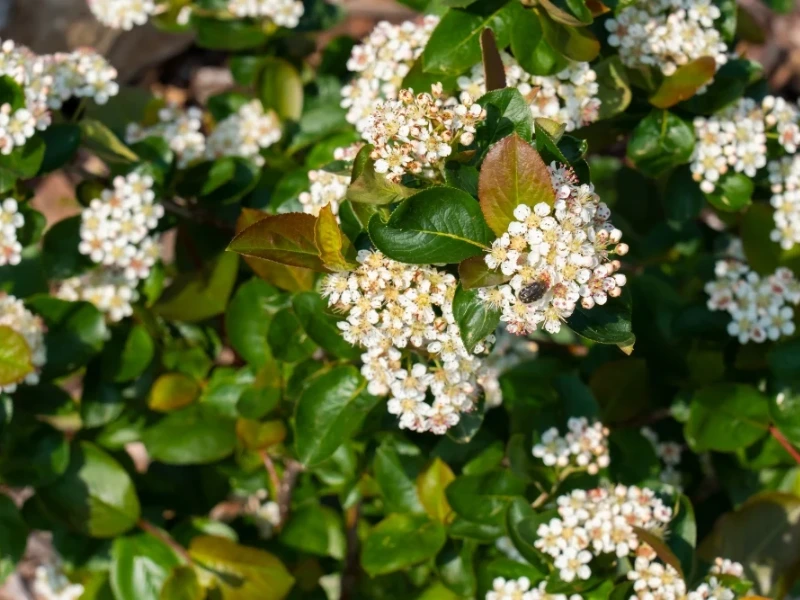 blooming Black Chokeberry (Aronia melanocarpa) flowers with white petals and green foliage in spring.