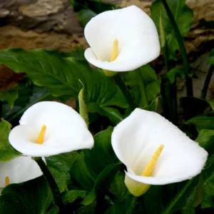 Calla Lily Bulbs, Calla Lilies Bulbs, Calla Lily Bulbs For Planting, Spring Bulbs, Spring Flower Bulbs