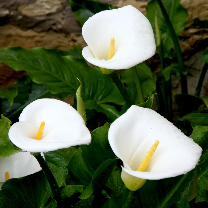 Calla Lily Bulbs, Calla Lilies Bulbs, Calla Lily Bulbs For Planting, Spring Bulbs, Spring Flower Bulbs