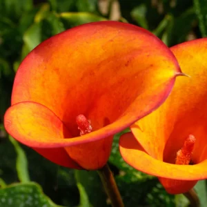 Calla Lily Bulbs, Calla Lilies Bulbs, Calla Lily Bulbs For Planting, Spring Bulbs, Spring Flower Bulbs