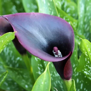 Calla Lily Bulbs, Calla Lilies Bulbs, Calla Lily Bulbs For Planting, Spring Bulbs, Spring Flower Bulbs