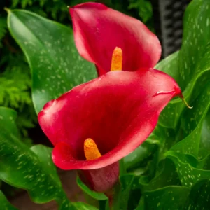 Calla Lily Bulbs, Calla Lilies Bulbs, Calla Lily Bulbs For Planting, Spring Bulbs, Spring Flower Bulbs