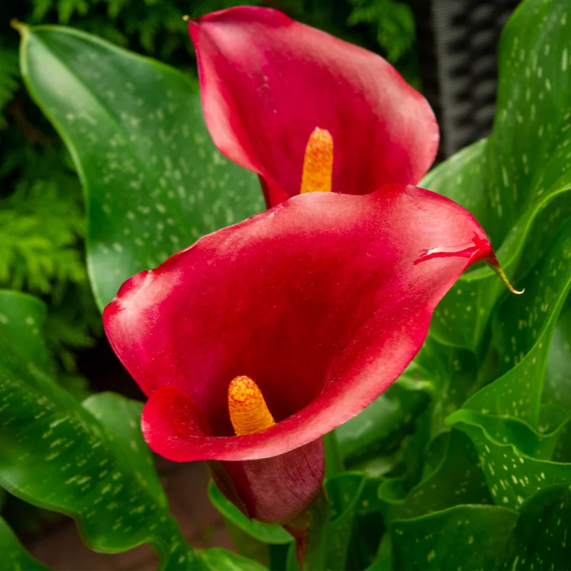 Calla Lily Bulbs, Calla Lilies Bulbs, Calla Lily Bulbs For Planting, Spring Bulbs, Spring Flower Bulbs