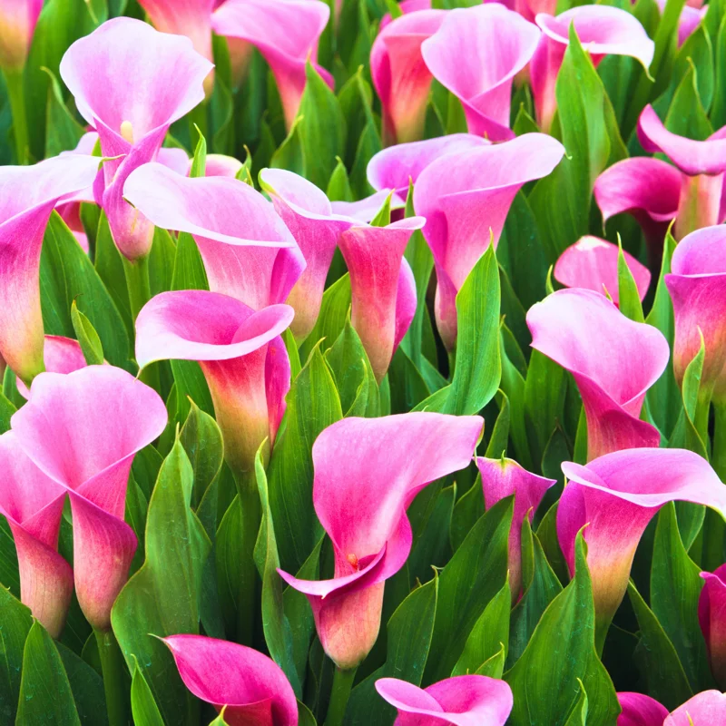 Calla Lily Bulbs, Calla Lilies Bulbs, Calla Lily Bulbs For Planting, Spring Bulbs, Spring Flower Bulbs