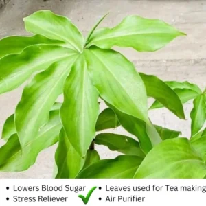 3 Insulin Plants Cuttings Well-Rooted, Rare Herb Plants, Tropical Perennial Outdoor Easy to Grow, Insulin Plant Cuttings for Planting