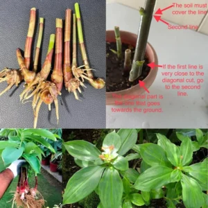 3 Insulin Plants Cuttings Well-Rooted, Rare Herb Plants, Tropical Perennial Outdoor Easy to Grow, Insulin Plant Cuttings for Planting