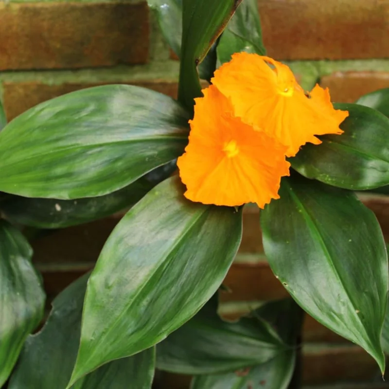 3 Insulin Plants Cuttings Well-Rooted, Rare Herb Plants, Tropical Perennial Outdoor Easy to Grow, Insulin Plant Cuttings for Planting