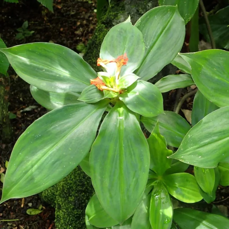 Combo 3 Insulin Cuttings Well-Rooted Plants, Tropical Perennial Outdoor Easy to Grow, Insulin Plant Cuttings for Planting, Rare Herb Plants