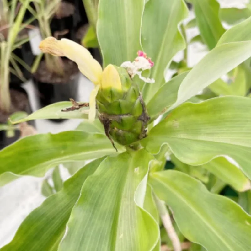 3 Insulin Plants Cuttings Well-Rooted, Rare Herb Plants, Tropical Perennial Outdoor Easy to Grow, Insulin Plant Cuttings for Planting