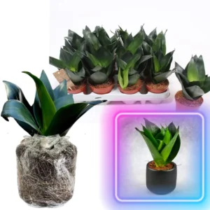Black Hahnii Snake Live Plant for Houseplant Decor, Ornamental Snake Plant Live, No Pot, Fast Growing, Sansevieria trifasciata
