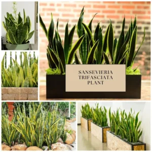 Black Hahnii Snake Live Plant for Houseplant Decor, Ornamental Snake Plant Live, No Pot, Fast Growing, Sansevieria trifasciata