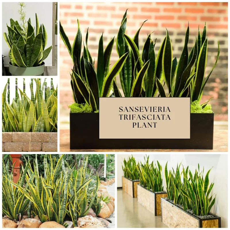 Black Hahnii Snake Live Plant for Houseplant Decor, Ornamental Snake Plant Live, No Pot, Fast Growing, Sansevieria trifasciata