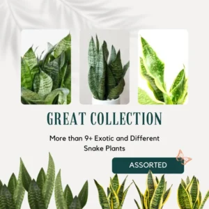 Black Hahnii Snake Live Plant for Houseplant Decor, Ornamental Snake Plant Live, No Pot, Fast Growing, Sansevieria trifasciata