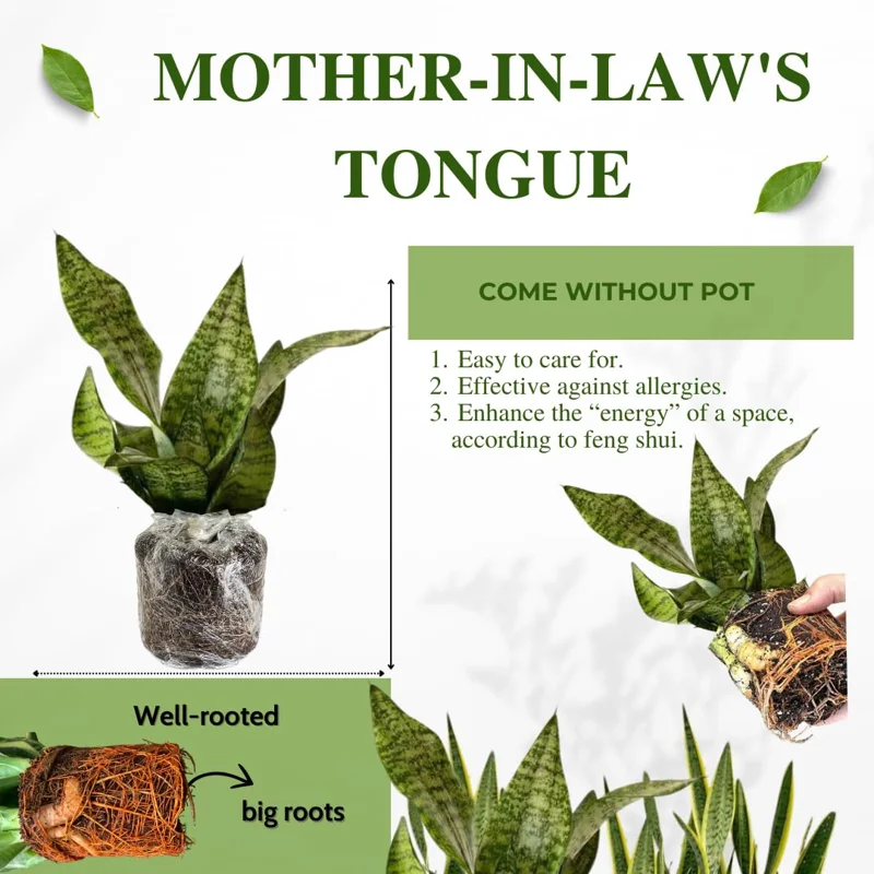 Black Hahnii Snake Live Plant for Houseplant Decor, Ornamental Snake Plant Live, No Pot, Fast Growing, Sansevieria trifasciata