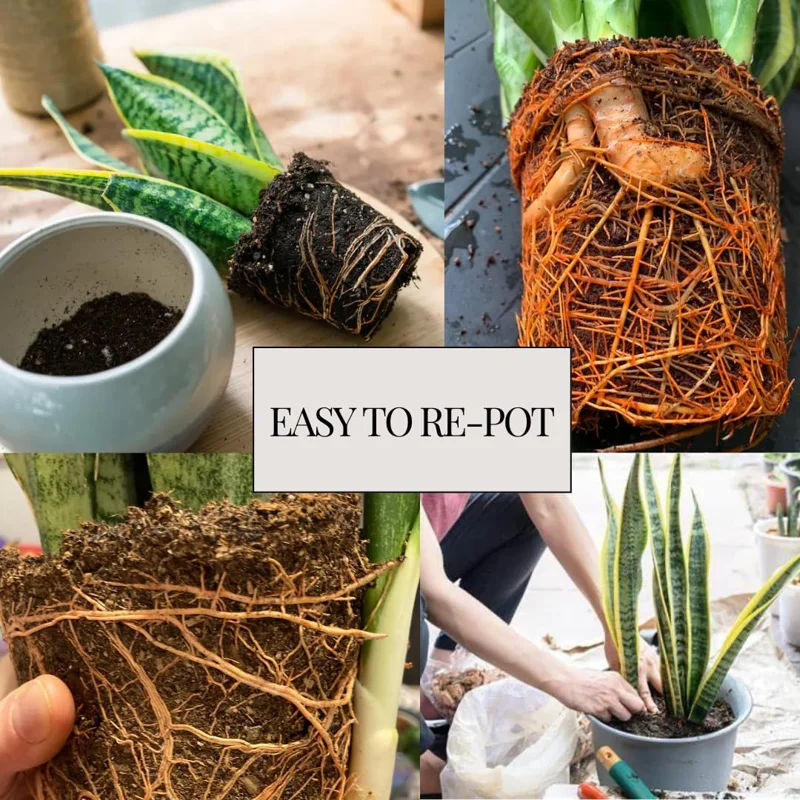 Black Hahnii Snake Live Plant for Houseplant Decor, Ornamental Snake Plant Live, No Pot, Fast Growing, Sansevieria trifasciata